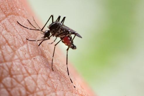 Mosquito biting a human
