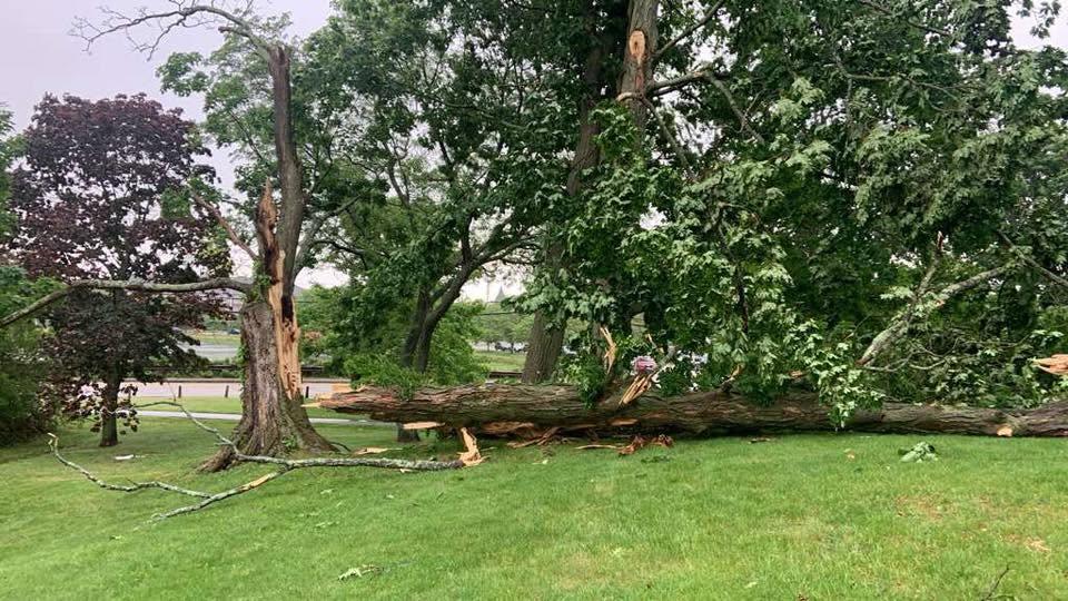 Tree damage in Haven Park from the June 18 storm