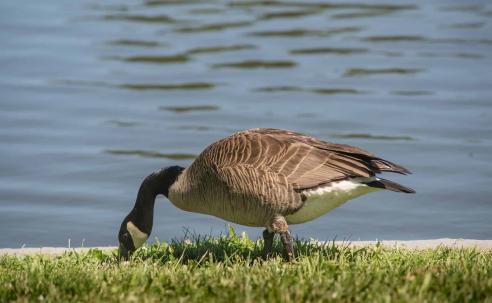 Canada goose