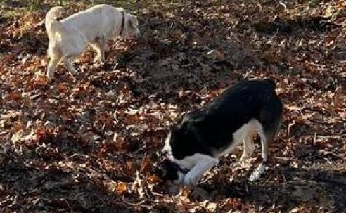 Dogs in park in Portsmouth NH