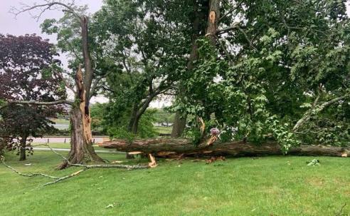 Tree damage in Haven Park from the June 18 storm
