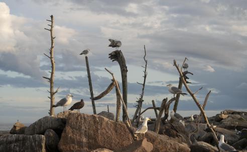 A group of seagulls on rocks and dead/weathered trees with cloudy illuminated sky in the background